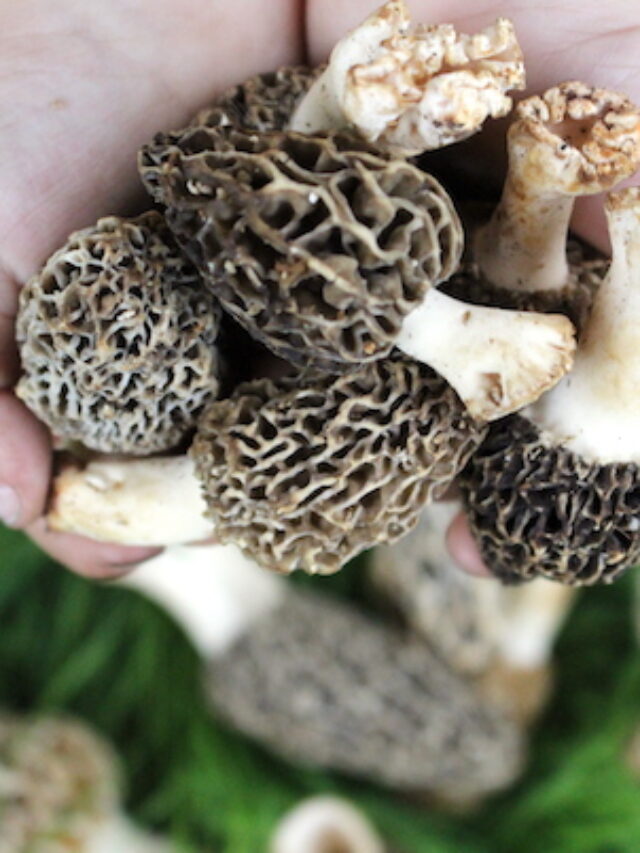 How to Grow Morel Mushrooms in Your Backyard My Garden World